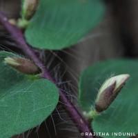 Crotalaria hebecarpa (DC.) Rudd